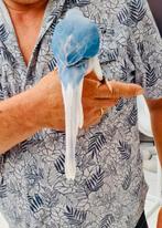 Handtamme violet witkop witstaart, Dieren en Toebehoren, Vogels | Parkieten en Papegaaien, Geslacht onbekend, Papegaai, Geringd