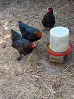 Marans, Dieren en Toebehoren, Pluimvee
