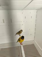 Tarin de magellan, Enlèvement