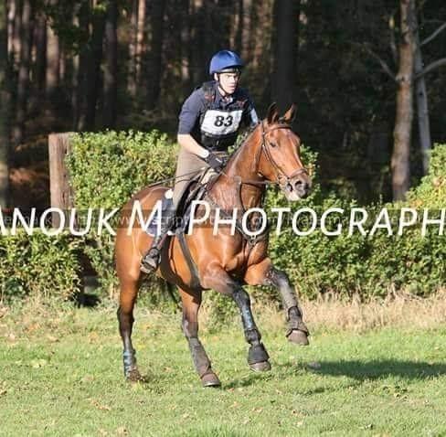 Stalhulp aangeboden, Dieren en Toebehoren, Paarden