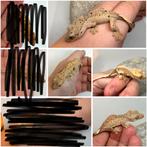 Groep wimpergekkos / crestedgecko, Dieren en Toebehoren, Reptielen en Amfibieën, Tam, 0 tot 2 jaar