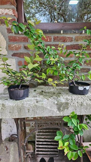 Pseudocydonia voor Bonsai beschikbaar voor biedingen