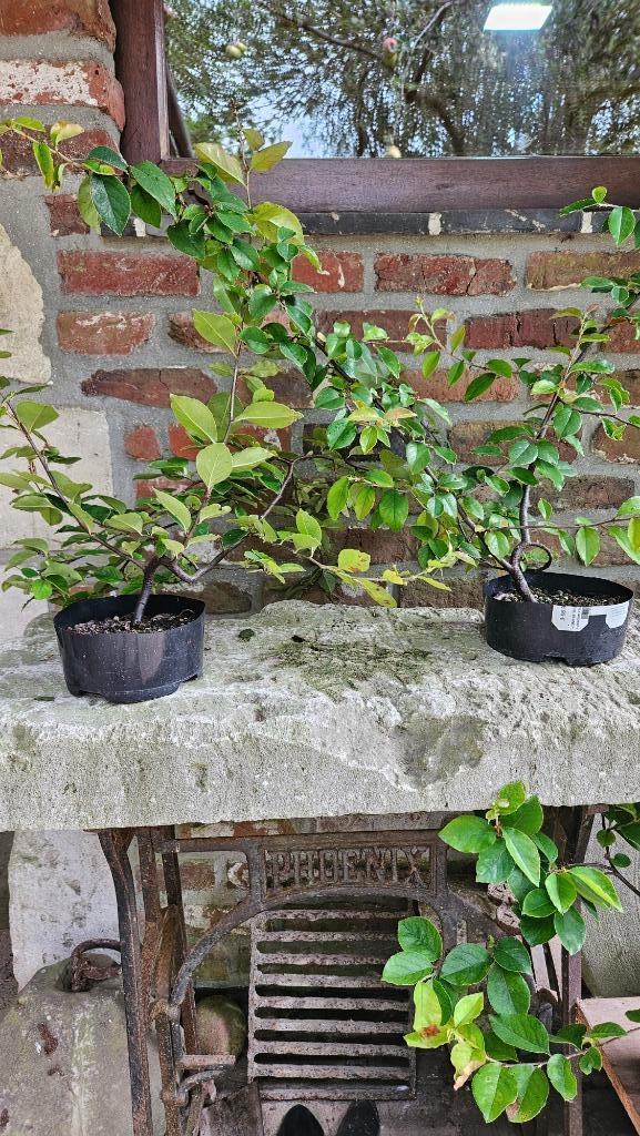 Pseudocydonia voor Bonsai, Tuin en Terras, Planten | Bomen, Ophalen