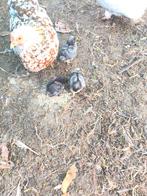 Cochin kuikentjes, Dieren en Toebehoren, Pluimvee, Geslacht onbekend, Kip