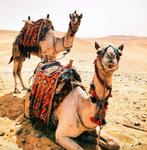 Diamond Painting kamelen 40x30cm, Verzenden, Nieuw, Knutselwerk