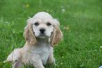 Amerikaanse cocker spaniel pups, België, 8 tot 15 weken, Meerdere, Meerdere dieren