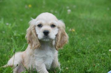 Amerikaanse cocker spaniel pups beschikbaar voor biedingen
