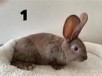 konijnen, Dieren en Toebehoren, Konijnen, Meerdere dieren, Groot, 0 tot 2 jaar