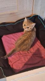 Brits korthaar kitten, Dieren en Toebehoren, Poes, Kortharig, 0 tot 2 jaar