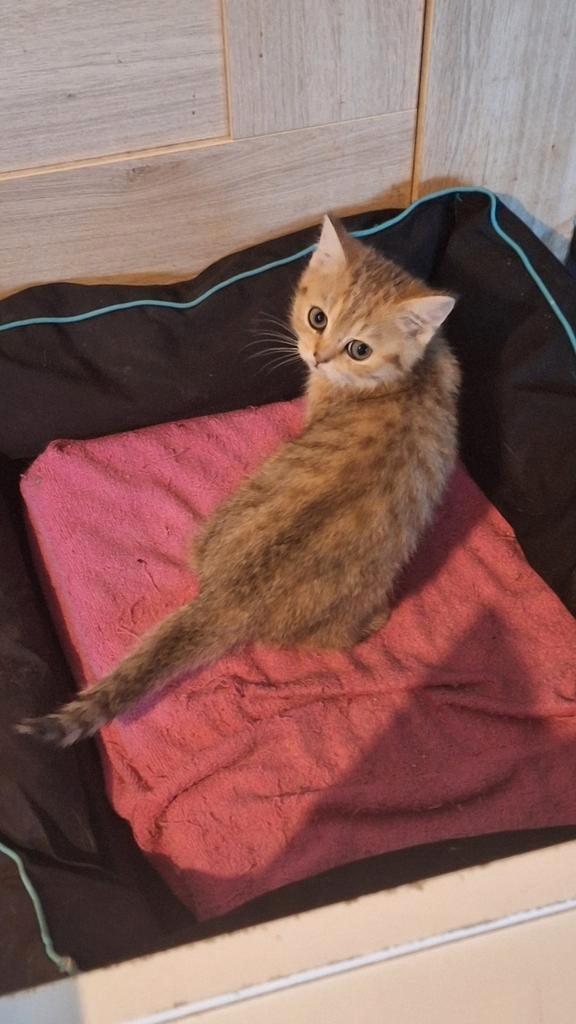 Brits korthaar kitten, Dieren en Toebehoren, Katten en Kittens | Overige Katten, Kortharig, Poes, 0 tot 2 jaar