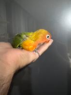 Agapornis baby (EAM), Dieren en Toebehoren, Vogels | Parkieten en Papegaaien, Geringd