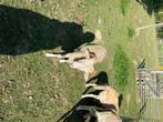 Schaap, Mannelijk, Schaap, 0 tot 2 jaar