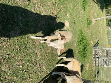 Schaap  beschikbaar voor biedingen