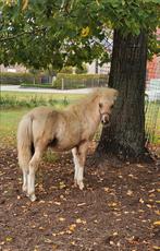 Palomino bont minipaardje van 2025., Dieren en Toebehoren, Hengst, Recreatiepony, Gechipt, 0 tot 2 jaar