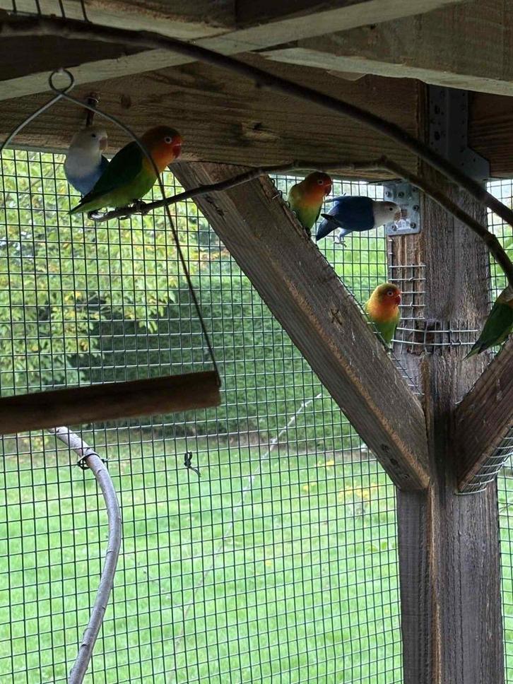 fischerie 2025, Dieren en Toebehoren, Vogels | Parkieten en Papegaaien, Dwergpapegaai of Agapornis, Meerdere dieren, Geringd