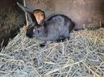 Konijnen, Dieren en Toebehoren, Konijnen