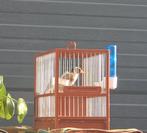 Chardonneret Mâle Parva 100% 6 Mois, Animaux & Accessoires, Oiseaux | Canaris