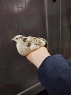 Celadon kwartels (hennetjes), Dieren en Toebehoren, Vogels | Overige Vogels, Vrouwelijk, Geringd