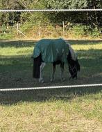 Kinderpony, Dieren en Toebehoren, Springpaard, Minder dan 160 cm, Gechipt, Ruin