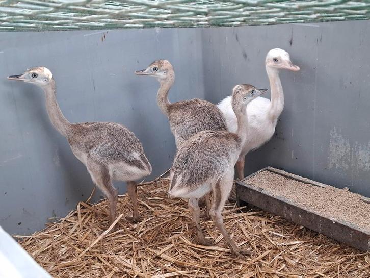 Nandoe kuikens, nog witte en grijze, Dieren en Toebehoren, Pluimvee, Overige soorten, Meerdere dieren