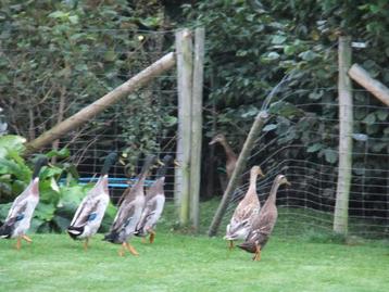 Canards qui courent, canards, canards, Plusieurs animaux, Canard