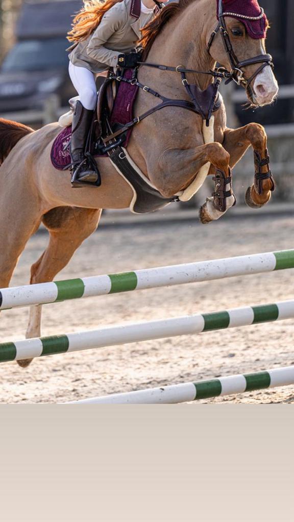 Gezocht ! Pony mer kwaliteit voor talentvolle jonge amazone, Dieren en Toebehoren, Pony's, D pony (1.37m tot 1.48m)