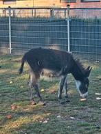 ezels te koop, Dieren en Toebehoren, Pony's