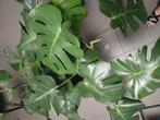Monstera Deliciosa, Huis en Inrichting, Ophalen