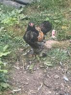 De jonge Brahma-haan maakte plaats, Dieren en Toebehoren, Pluimvee, Mannelijk, Kip