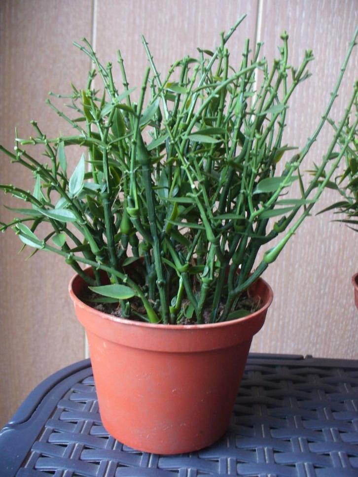Kunstplantjes   “Mirtle in potje”, Huis en Inrichting, Woonaccessoires | Kunstplanten en Kunstbloemen, Ophalen