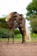 AMHA/NMPRS minipaardjes, Dieren en Toebehoren, Pony's, Merrie, Gechipt