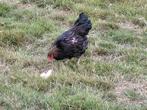 2 jonge haantjes, Dieren en Toebehoren, Pluimvee