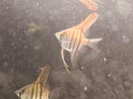 Scalars, Dieren en Toebehoren, Vissen | Aquariumvissen, Vis, Zoetwatervis, Schoolvis