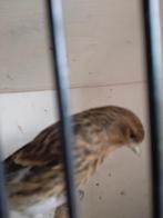 De koopt, Animaux & Accessoires, Oiseaux | Oiseaux Autre, Bagué