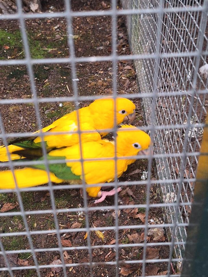 Goudparkiet, Dieren en Toebehoren, Vogels | Parkieten en Papegaaien, Parkiet, Meerdere dieren, Geringd