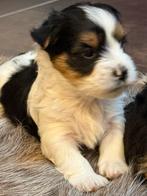 Biewer pups, Dieren en Toebehoren, Honden | Chihuahua's en Gezelschapshonden, België, Overige rassen, CDV (hondenziekte), 8 tot 15 weken