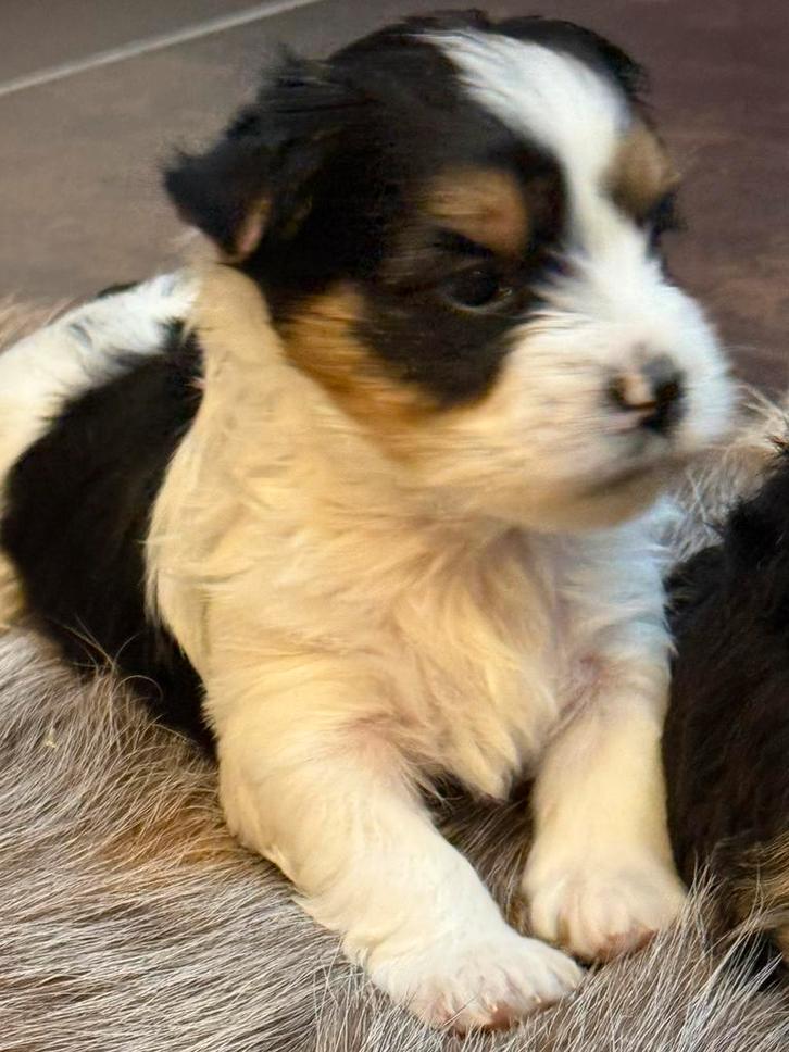 Biewer pups, Dieren en Toebehoren, Honden | Chihuahua's en Gezelschapshonden, Meerdere dieren, Overige rassen, Fokker | Professioneel