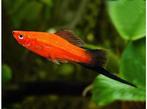 Xiphophorus helleri