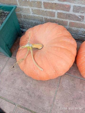 Pompoen 15 kg       Halloween ?  beschikbaar voor biedingen