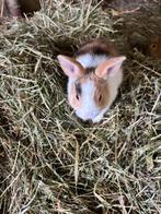 dwergkonijntjes, Dieren en Toebehoren, Geslacht onbekend, Dwerg, 0 tot 2 jaar