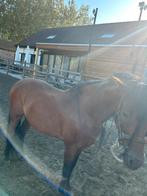 Prachtige 12 jarige andalusier ruin, Dieren en Toebehoren, Paarden, Minder dan 160 cm, Gechipt, Ruin, Niet van toepassing