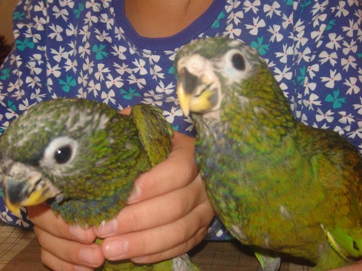 Jonge tamme Pionus Maximiliani-papegaaien...., Dieren en Toebehoren, Vogels | Parkieten en Papegaaien, Papegaai, Vrouwelijk, Tam