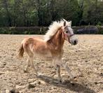 Paarden spullen gezocht!, Dieren en Toebehoren, Paarden en Pony's | Hoofdstellen en Tuigage, Ophalen of Verzenden