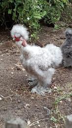 USA zijdehoen haan naakthals blauw koekoek, Dieren en Toebehoren, Pluimvee, Meerdere dieren, Kip