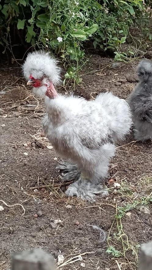 USA zijdehoen haan naakthals blauw koekoek, Dieren en Toebehoren, Pluimvee, Kip, Meerdere dieren