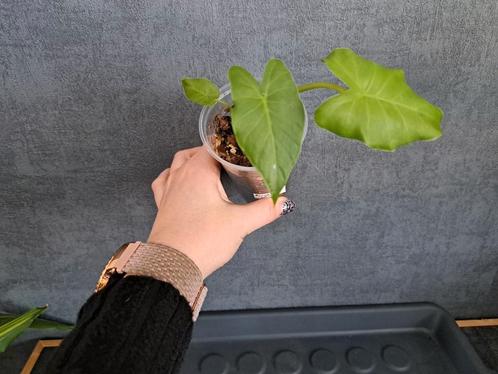 Alocasia wentii nr 2, Huis en Inrichting, Kamerplanten, Ophalen