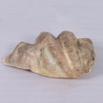 Giant Clam Shell – Mossel – Schelp Lengte 71 cm