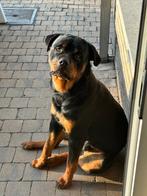 Rottweiler, België, Parvo, Fokker | Hobbymatig, Reu