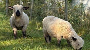 couple Reproducteurs Hampshire Pure Race beschikbaar voor biedingen