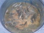 Carpe koï 1 an. 5€/p